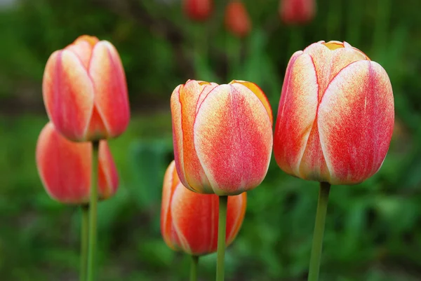 Tulipán rojo-amarillo —  Fotos de Stock