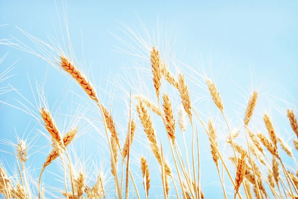 Campo de cereais — Fotografia de Stock