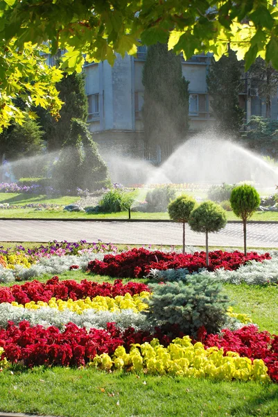 Gräsmatta vattning sprinkler — Stockfoto