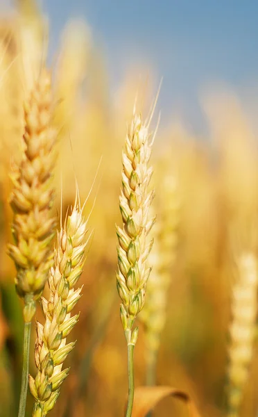 Golden wheat — Stock Photo, Image