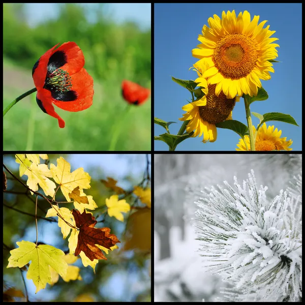 Vier seizoenen — Stockfoto