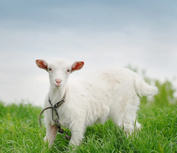 Młodym kozę — Zdjęcie stockowe