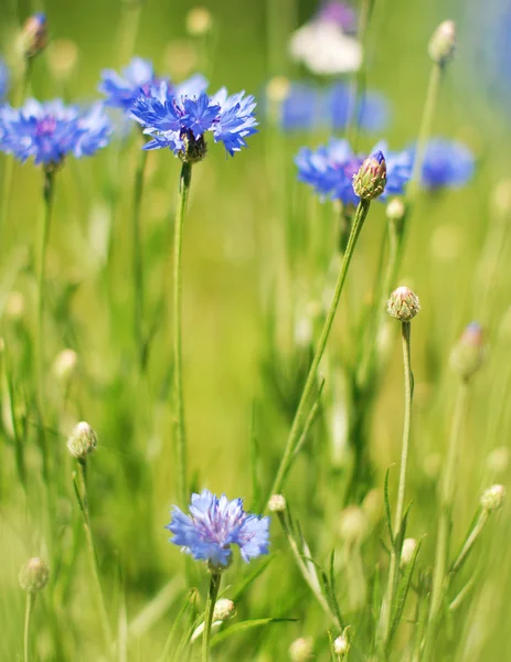 Korenbloemen — Stockfoto