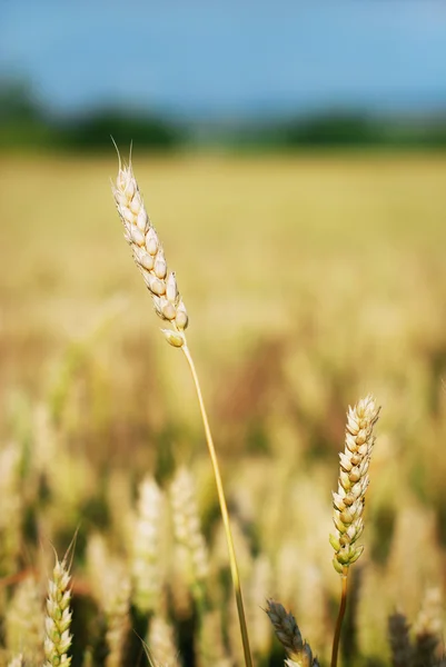 Korn fältet — Stockfoto