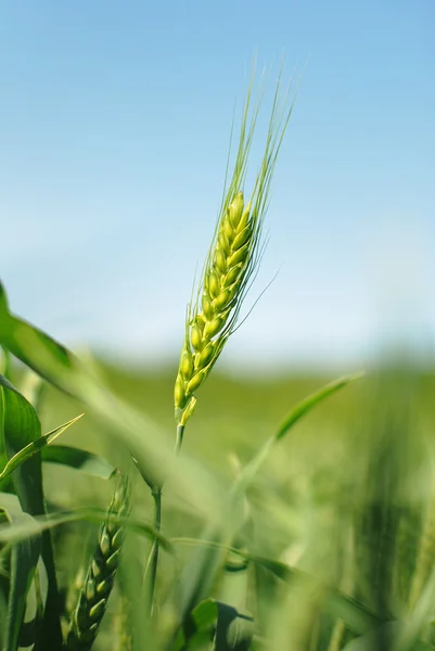 Green rye grain in field — Stock Photo, Image