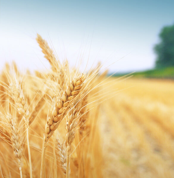 Зерновое поле
