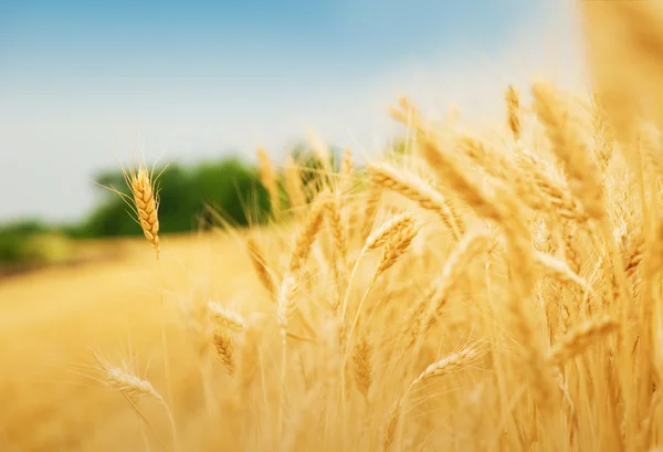 Campo de cereais — Fotografia de Stock