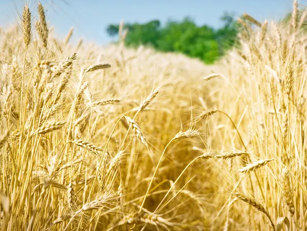 Campo de cereais — Fotografia de Stock