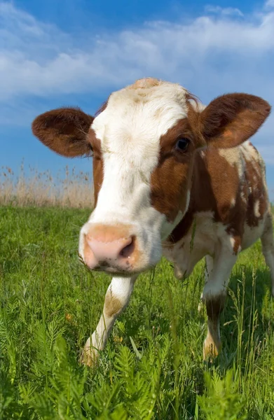 Vaca en un prado —  Fotos de Stock