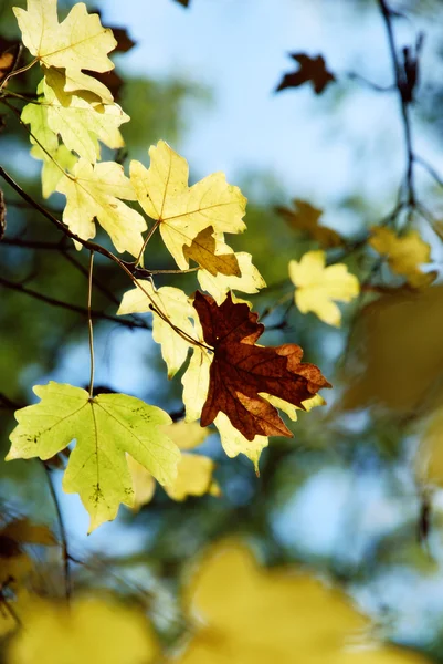 Hojas de otoño —  Fotos de Stock