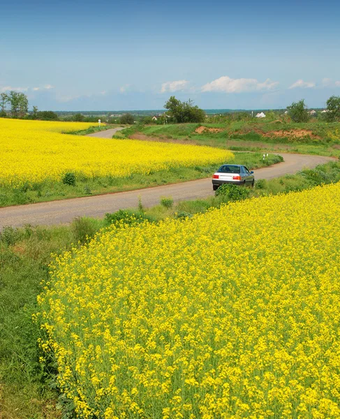 Campo giallo di stupro e auto — Foto Stock