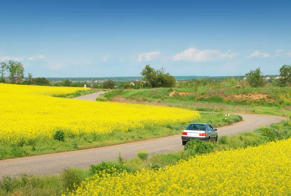 Yellow field of rape and car — Stock Photo, Image
