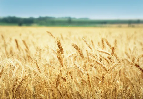 Campo de cereais — Fotografia de Stock