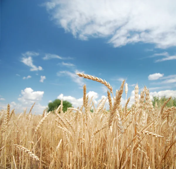 Campo de cereais — Fotografia de Stock