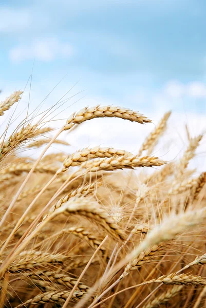 Campo de cereais — Fotografia de Stock