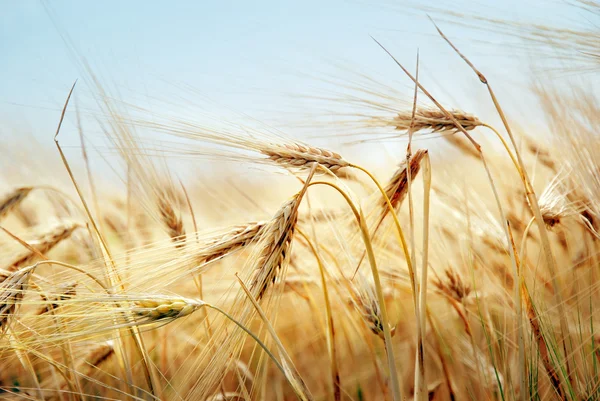 Campo de grano —  Fotos de Stock