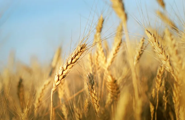 Orejas de trigo — Foto de Stock