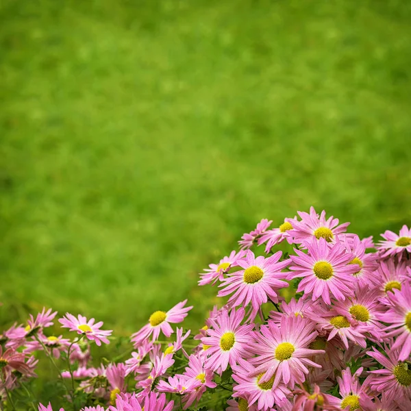 Höstens blommor — Stockfoto