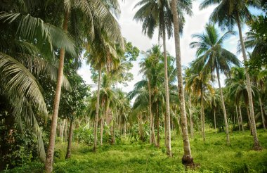 Hindistan cevizi hurma orman