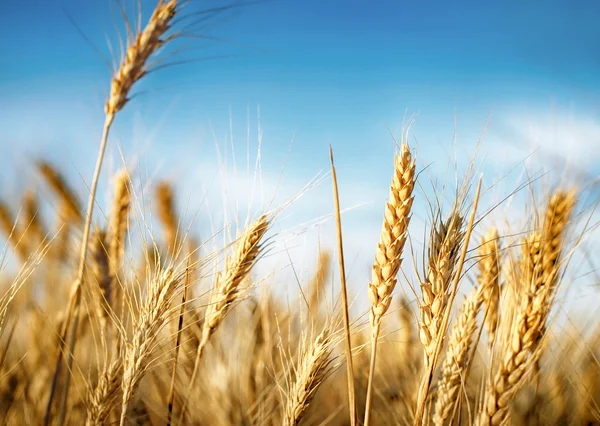 Orecchie di grano sotto il cielo blu — Foto Stock