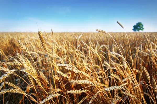 Orecchie di grano sotto il cielo blu. Foto scattata il 24 giugno 2014 — Foto Stock