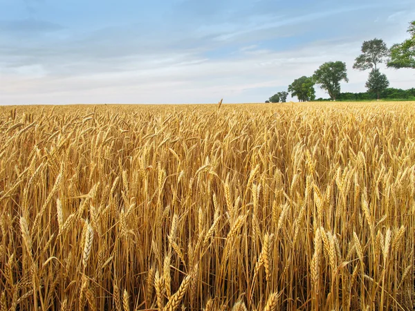 Campo de grano dorado — Foto de Stock