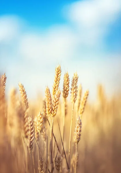 畑で育った小麦は — ストック写真
