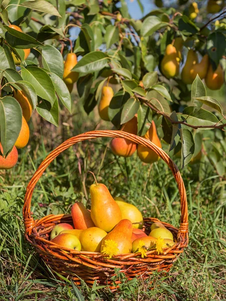 木の下の庭の梨を熟す — ストック写真