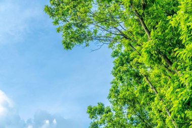 Çimenler ve yapraklar güneşte