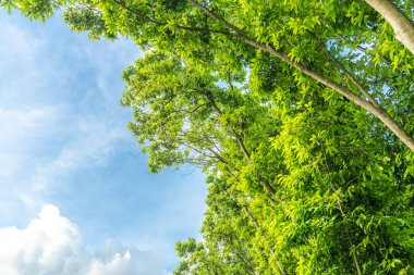 Çimenler ve yapraklar güneşte