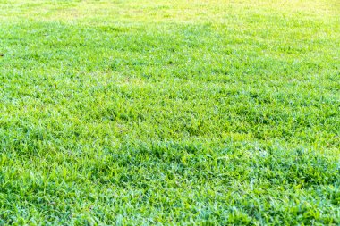 Çimenler ve yapraklar güneşte