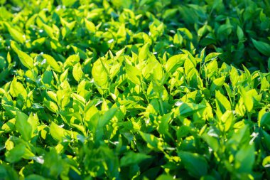 Çimenler ve yapraklar güneşte