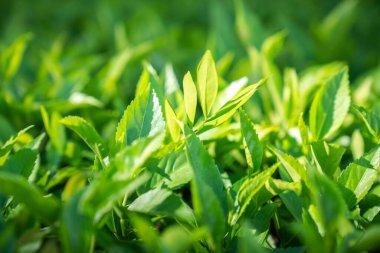 Çimenler ve yapraklar güneşte