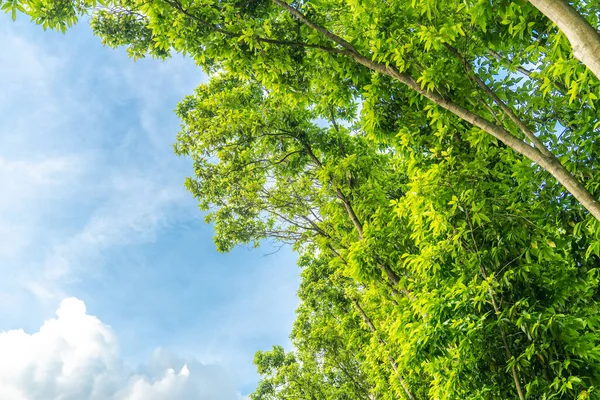 Çimenler ve yapraklar güneşte