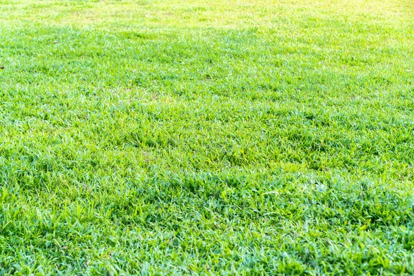 Çimenler ve yapraklar güneşte