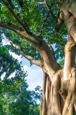 Ormanın ağaçları ve dalları