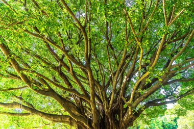 Ormanın ağaçları ve dalları