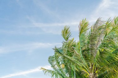 Ormanın ağaçları ve dalları