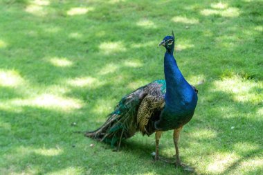 Hayvanat bahçesindeki güzel tavus kuşu