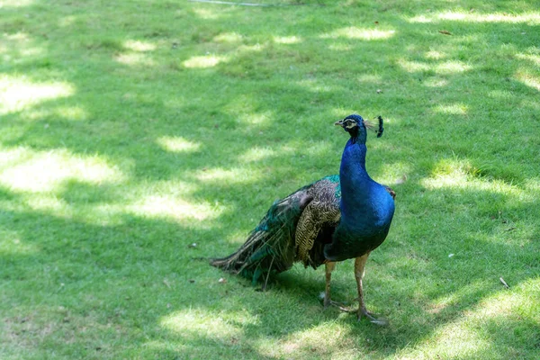 Belos Pavões Zoológico — Fotografia de Stock