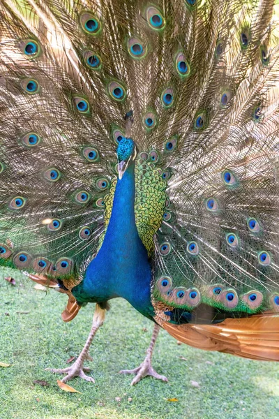 Hermosos Pavos Reales Zoológico — Foto de Stock