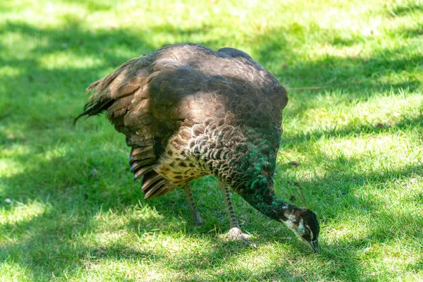 Hermosos Pavos Reales Zoológico — Foto de Stock