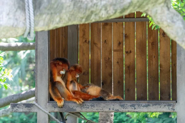 Macaco Dourado Estava Dormindo Casa — Fotografia de Stock