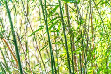 Bir yığın bambu ve yaprak.