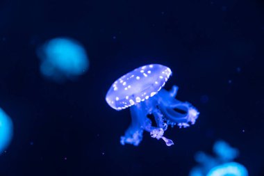 Denizde yüzen renkli denizanaları