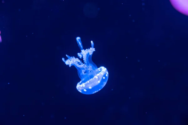 Colorful Jellyfish Floating Sea — Stock Photo, Image