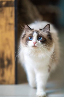 Şirin bir Muppet kedi sana bakıyor.
