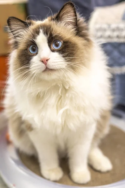 Roztomilá Kočka Tebe Dívá — Stock fotografie