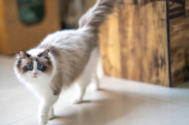 Şirin bir Muppet kedi sana bakıyor.