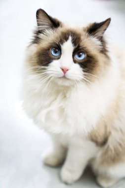 Şirin bir Muppet kedi sana bakıyor.